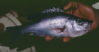 Diplotaxodon greenwoodi 'Chizumulu Island'